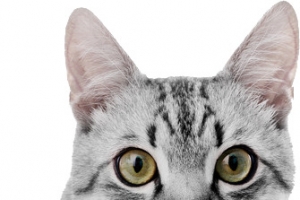 可爱的小猫