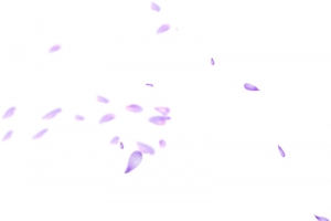 飞舞的紫色花瓣