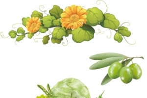 矢量橄榄蔬菜鸡蛋花橡子花藤