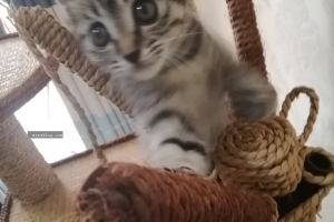 （随拍）猫主和她的基地