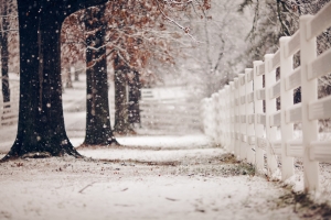 唯美浪漫雪景树叶