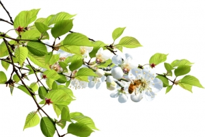 蜜蜂白色樱花夏日