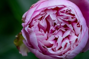 牡丹 花蕾 花瓣 花 粉红色 模糊 4k壁纸 3840x2160