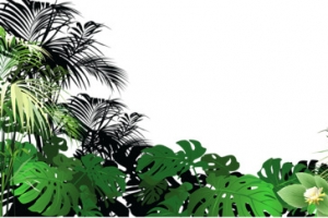 绿色植物高清PNG透明图片-动植物元素设计素材免费下载