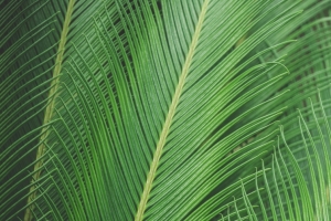 绿色棕榈树叶护眼3440x1440壁纸
