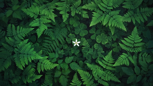 三叶草小白花蕨类植物护眼4K风景高清壁纸3840x2160免费下载