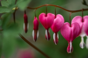 荷包牡丹4K高清风景带鱼屏壁纸3440x1440免费下载