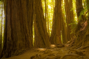 红杉树林4K风景壁纸