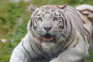 孟加拉虎 老虎 白色 獠牙 捕食者 动物 4k壁纸 3840x2160