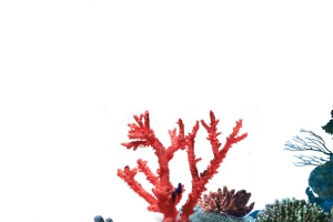海底风情