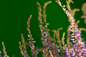石南花 花 植物 宏 紫色 4k壁纸 3840x2160