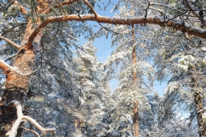 森林 树木 冬天 雪 自然 4k壁纸 3840x2160