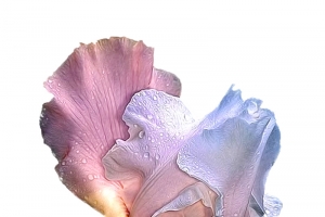 开败鸢尾花高清PNG透明漂浮花瓣设计素材免费下载