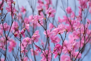 杜鹃花 花 树枝 粉红色 4k壁纸 3840x2160