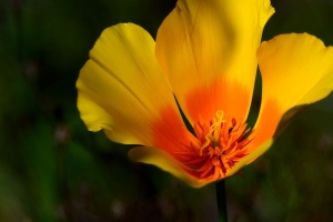 加州罂粟 花 花瓣 宏观 黄色 4k壁纸 3840x2160