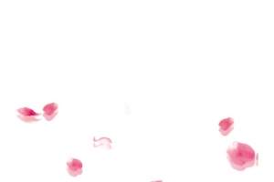 简约飘落樱花花瓣素材