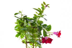 植物盆栽装饰无背景免抠爬藤PNG