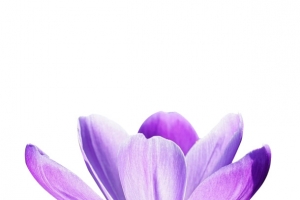 藏红花