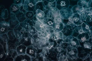 水母 发光 水下世界 4k壁纸 3840x2160