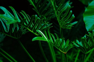 植物 树叶 绿色 异国情调的 4k壁纸 3840x2160