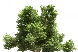 绿色植物免费下载