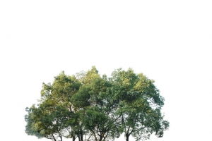 树