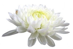 杭白菊花朵图片素材