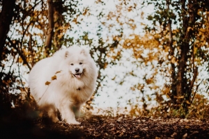 日本spitz 狗 白色 蓬松 舌头突出 可爱的 4k壁纸 3840x2160
