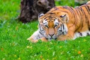 西伯利亚虎 老虎 捕食者 大猫 草 野生动物 4k壁纸 3840x2160