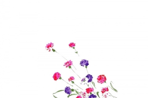 手绘康乃馨画