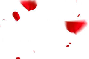 创意合成效果红色的红玫瑰花瓣