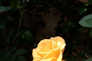 一朵黄色月季花