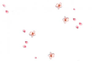 梅花花瓣漂浮