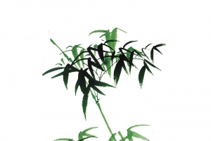 彩绘植物竹子水墨竹子