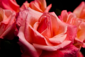 玫瑰 花 花瓣 粉红色 微距 花蕾 4k壁纸 3840x2160