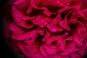 玫瑰 花瓣 花 滴 微距 粉红色 4k壁纸 3840x2160