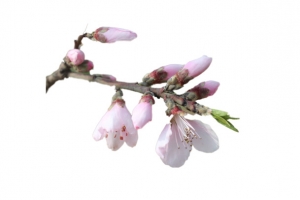 春天 草地 桃花 梨花 渐变透明 元素9