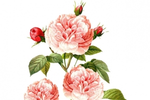 一枝粉色山茶花插画免抠