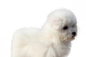侧脸的比熊犬