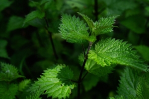 荨麻 叶子 茎 植物 绿色 4k壁纸 3840x2160