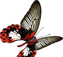 黑色翅膀蝴蝶高清PNG透明装饰素材-免费动物设计图片下载