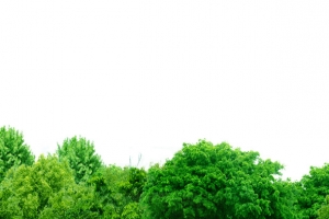 草地 树林