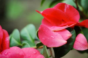 绿色植物 红色花瓣 4K壁纸