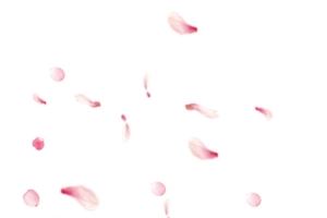 桃花瓣飘落