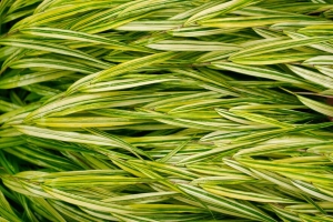 灌木 树叶 条纹 植物 绿色 宏观 4k壁纸 3840x2160