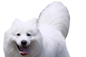 爱笑的狗狗高清PNG透明图片-动物装饰元素设计素材免费下载