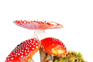 红色蘑菇图案