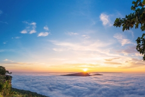 朝阳云海天空树木背景图