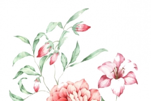 粉色手绘的牡丹花素材