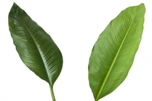 两片大叶子植物芭蕉叶